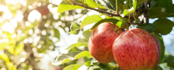 Apple-Orchard-1500x609