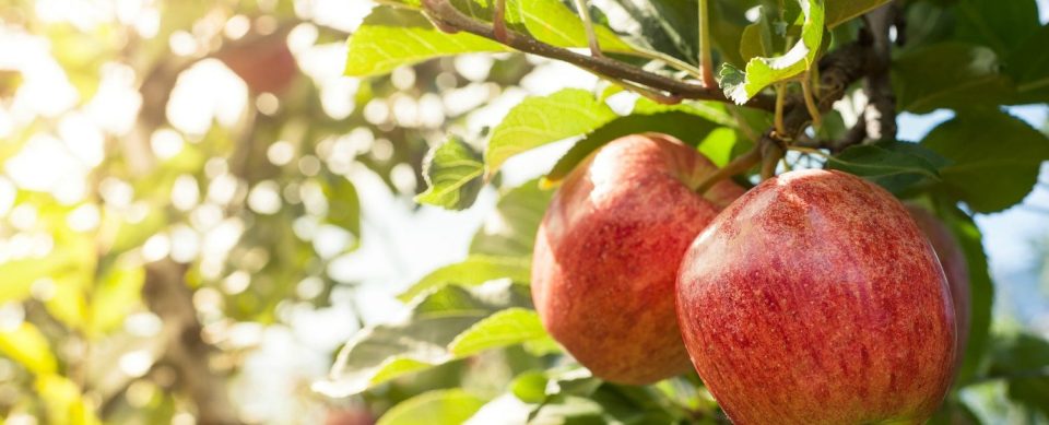 Apple-Orchard-1500x609